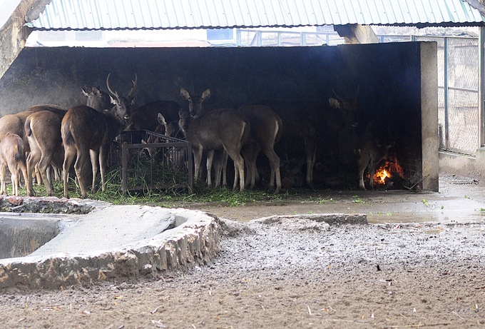 Người Hà Nội đốt lửa xua giá rét